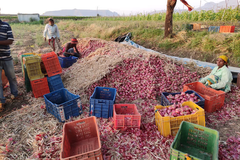 onion growers