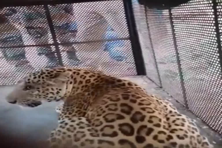 Cage leopard