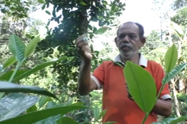 vally farmers  crisis  idukki  കൊളുന്ത് മൂത്ത് പോയി  നൂറ് കണക്കിന്  തേയില തോട്ടം  ടി ബോര്‍ഡും കൃഷിവകുപ്പും