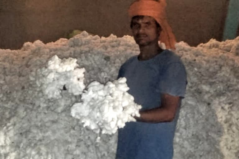 Farmers disappointed even after bumper production of cotton in dewas