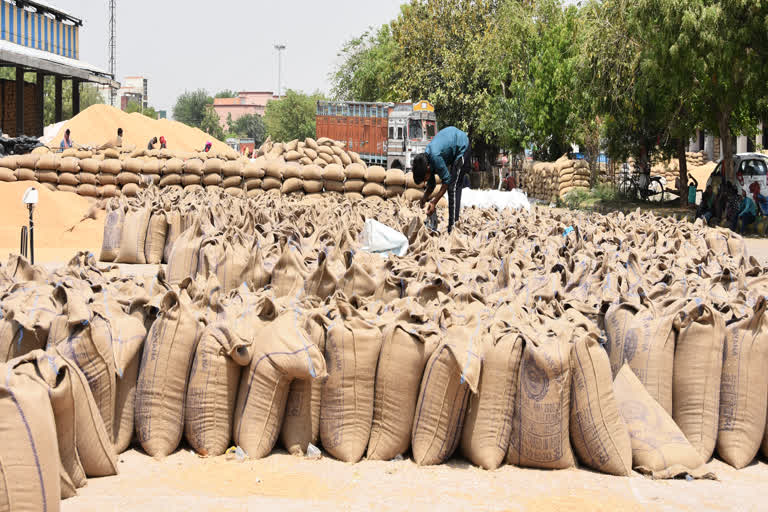 crop purchased in jhajjar