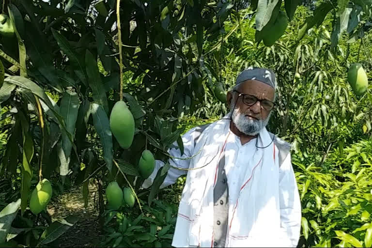 Padma Shri Haji Kaleemullah Khan in his mango orchards in Malihabad