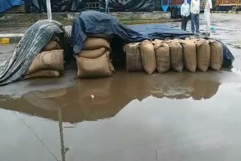 wheat soaked in anaj mandi of yamunanagar due to rain