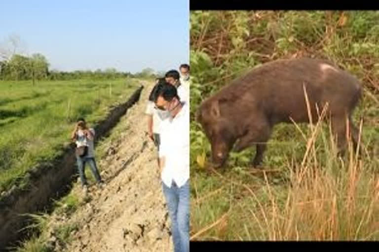 Assam government  African swine flu  wildlife sanctuaries in Assam  COVID-19 pandemic  Coronavirus outbreak  COVID-19 scare  Guwahati  ആഫ്രിക്കൻ പന്നിപ്പനി  അസമിൽ ചെറു കനാലുകളുടെ നിർമാണം ആരംഭിച്ചു  അസം വനംവകുപ്പ്  വെറ്ററിനറി മന്ത്രി അതുൽ ബോറ