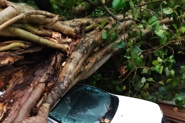 Tree uprooted due to storm