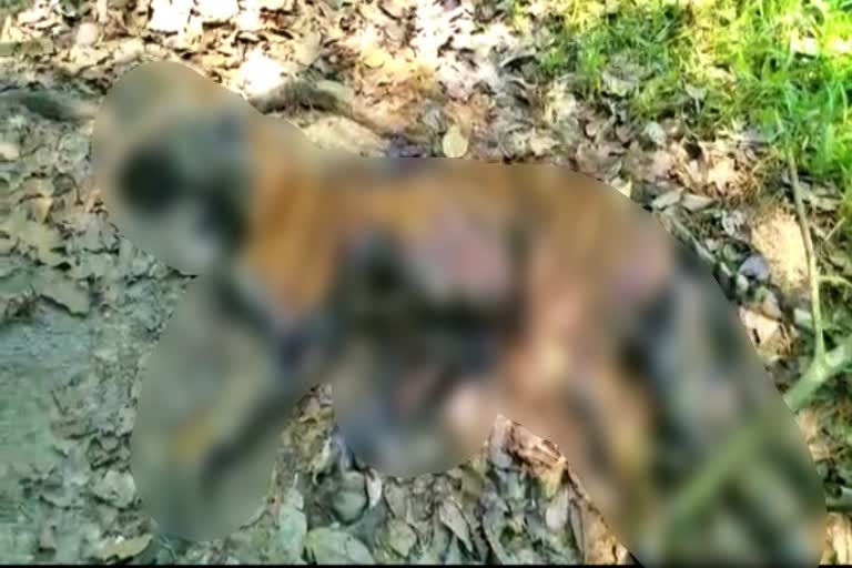 deadbody recovered of a bengal tiger in bagori range of kaziranga national park