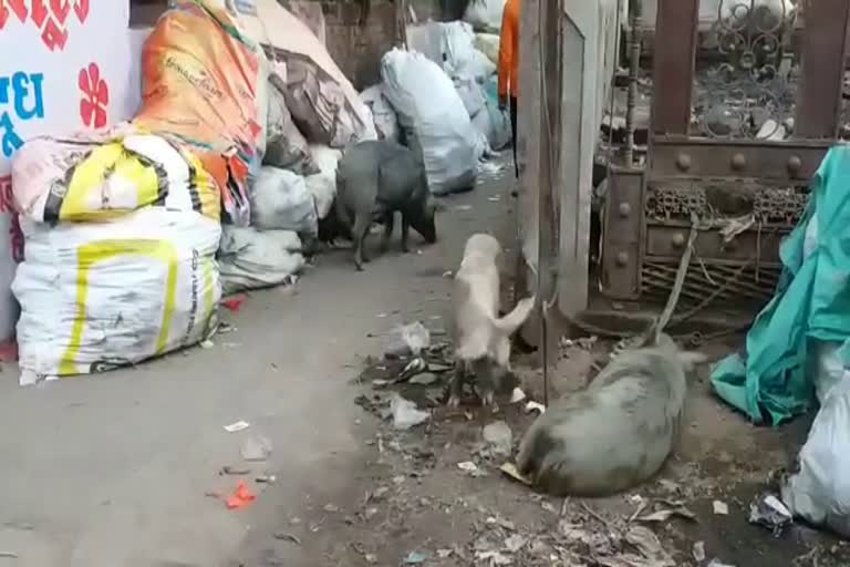 people of raipur are not getting rid of the problem of pigs