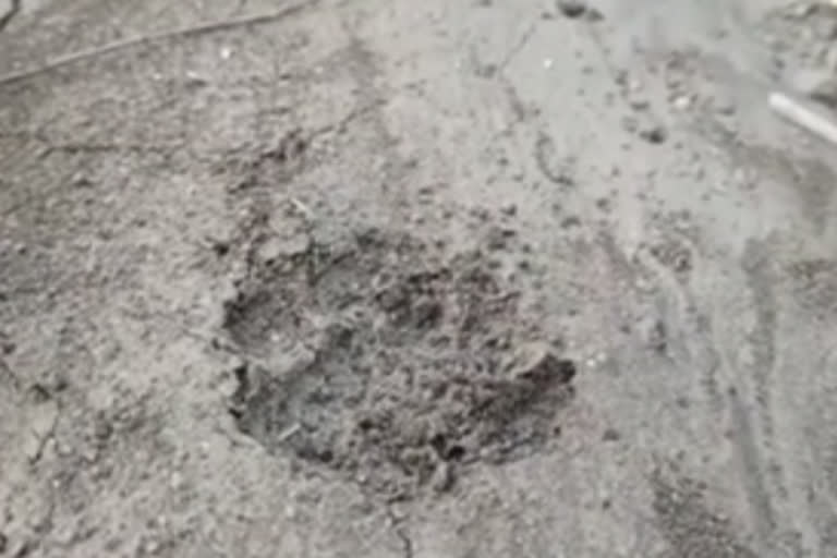 leopard-footprints-found-in-mahur-city