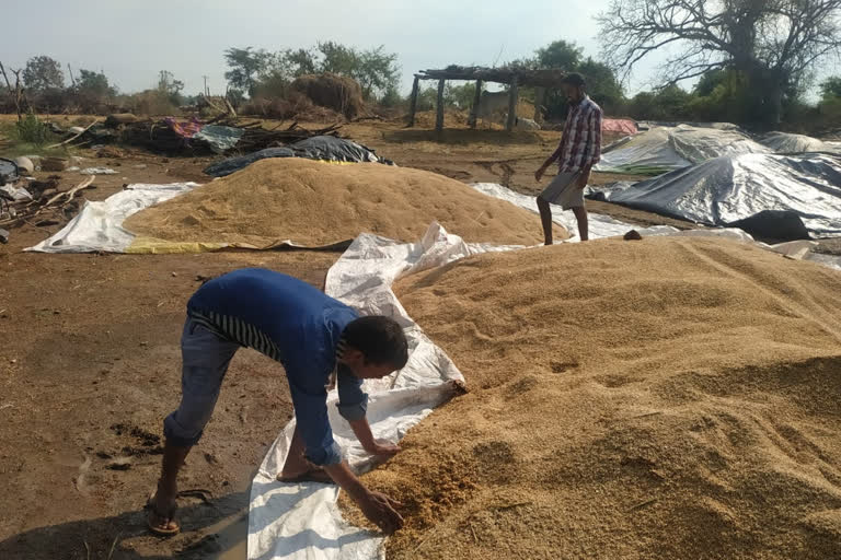 Heavy rain in Nirmal district Rain-stained rice grain at rice purchase centres