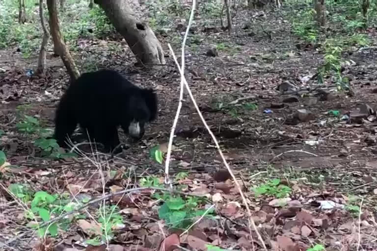 The bear hull chal in the Ahobiliam field at kurnool district