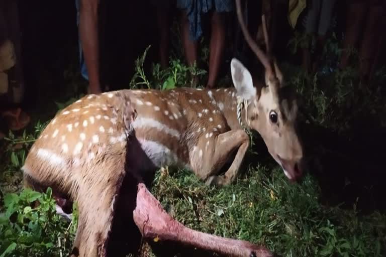 deer-has-been-killed-dog-attack-in-debagarh-forest-range