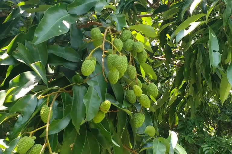 Mango and litchi crops have suffered heavy losses