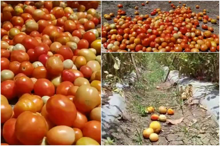 Ahmednagar farmers lost million rupees due to unknown disease on tomato crop