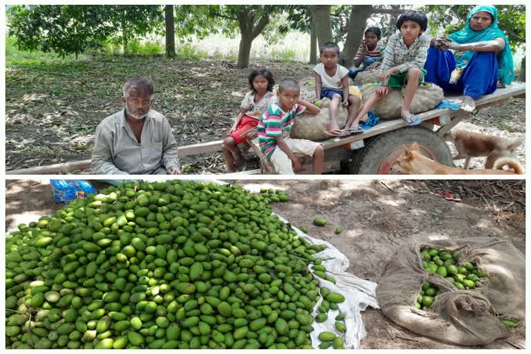 rain and storm destroyed mango crops in ghaziabad