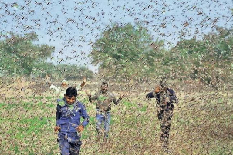 टिड्डी नियंत्रण को लेकर संवाद, Correspondence about locust