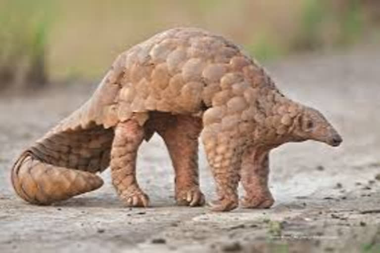 Pangolin  ഈനാംപേച്ചി  corona virus  pangolins gene  ഈനാംപേച്ചികളുടെ ജനിതകഘടന  കൊറോണ വൈറസ്