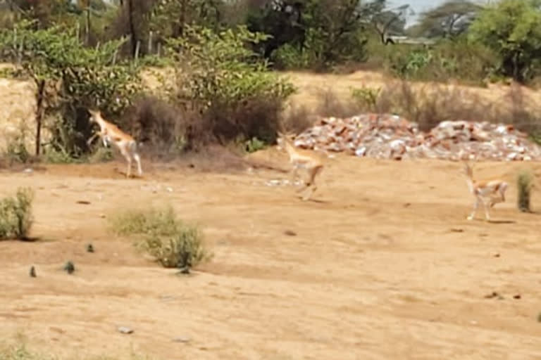 Herd of deer seen on Kusanche filling Hoshangabad highway