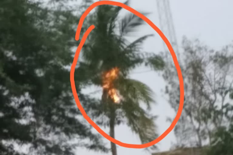 fire in coconut tree