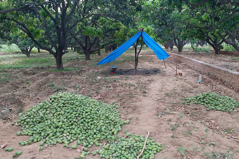 भयंकर आंधी से आम की फसल खराब