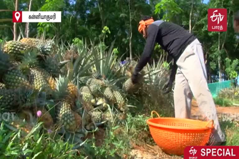 Government should make direct purchases of pineapples - farmers demand