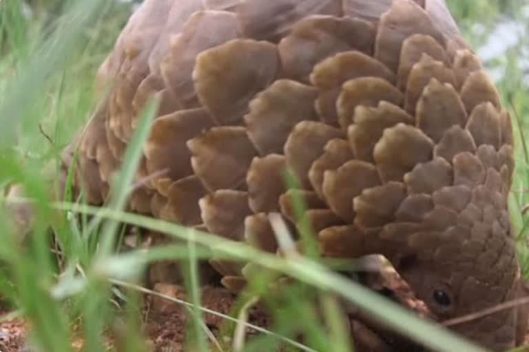 Will the Pangolin lead us out of Covid-19?  பாங்கோலின் விலங்குகள்  Pangolin  Covid-19?  பாங்கோலின்  கரோனா மருந்து  Covid-19 Medicine