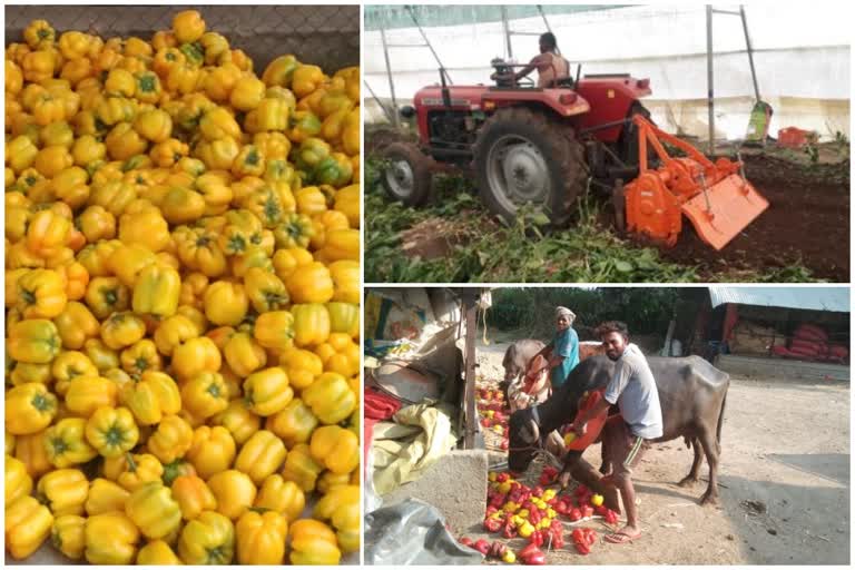 farmer rotated rotor on colored shimla crop Deola nashik