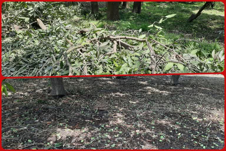 Storm destroyed mango crop in Ghaziabad lockdown