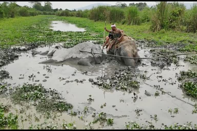 Kaziranga elephant death in Golaghat during lock down