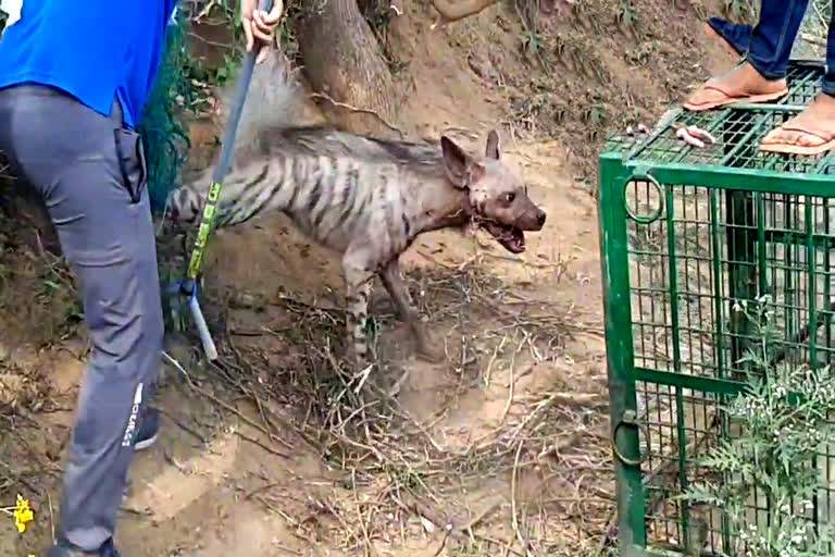 forest department rescued a hyena