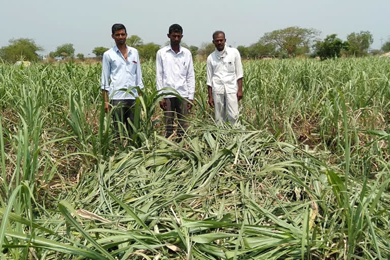 corp-destroyed-of-wild-animals-in-basava-kalyna