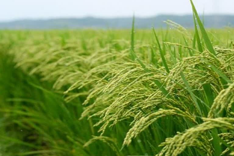 PR 128 and 129 new varieties of paddy will be beneficial for farmers: Bharat Bhushan Ashu