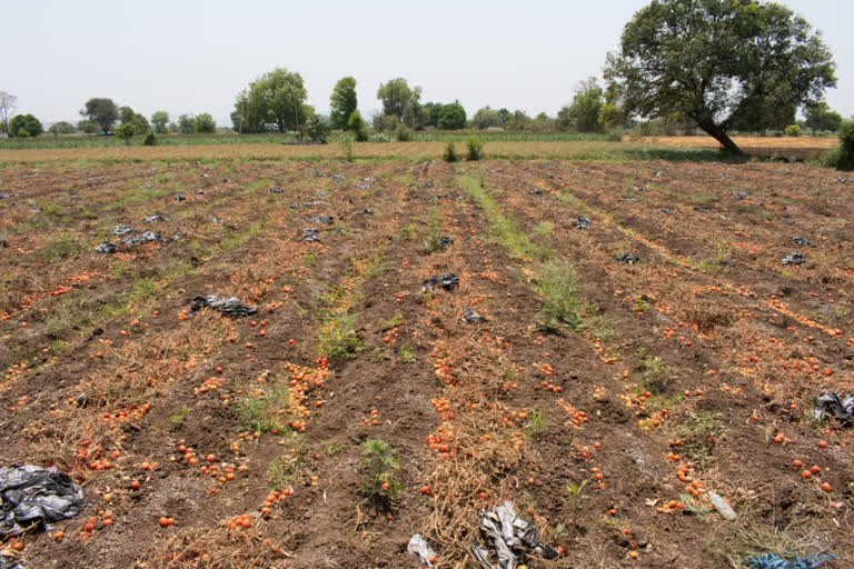 farmers destroying their own crops due to lockdown