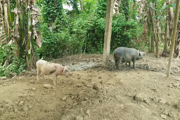 Golaghat doctors are helping people how to care pig through mobile