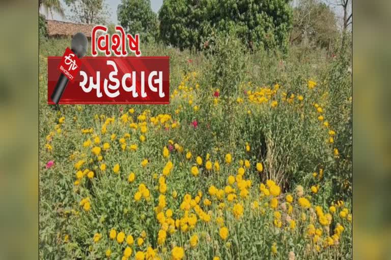 કોરોનાએ કચડી ફૂલોની ખેતી, લૉક ડાઉનમાં ફૂલબજારો બંધ થતાં દાહોદના ખેડૂતો મૂરઝાયાં