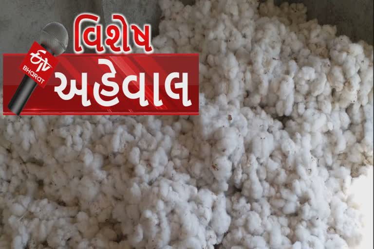 CCI ક્યારે કપાસ ખરીદી કેન્દ્ર આપશે? કાગડોળે વાટ જોતાં જૂનાગઢના ખેડૂતો-કિસાન સંઘ