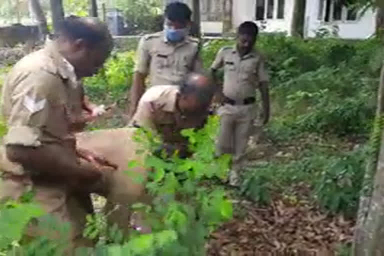 കണ്ണൂർ  kannur  തല കുടുങ്ങിയ പട്ടി  rescued  police  firefighters  fire and rescue