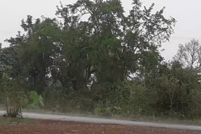 unseasonal rains in Takhatpu