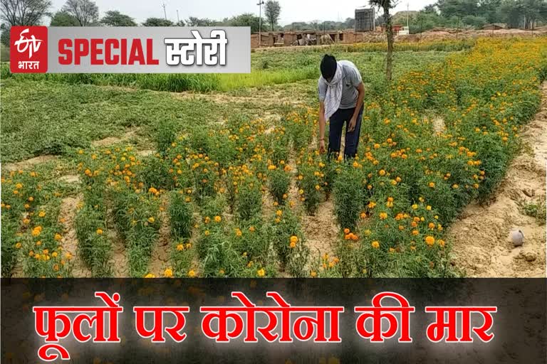 damage to flower cultivation, damage to flowers