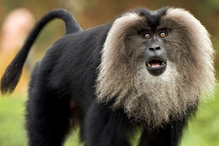 മലപ്പുറം  malappuram  നാടുകാണി ചുരം  naadukaani pass  Lion-tailed macaque  സിംഹവാലൻ കുരങ്ങുകൾ