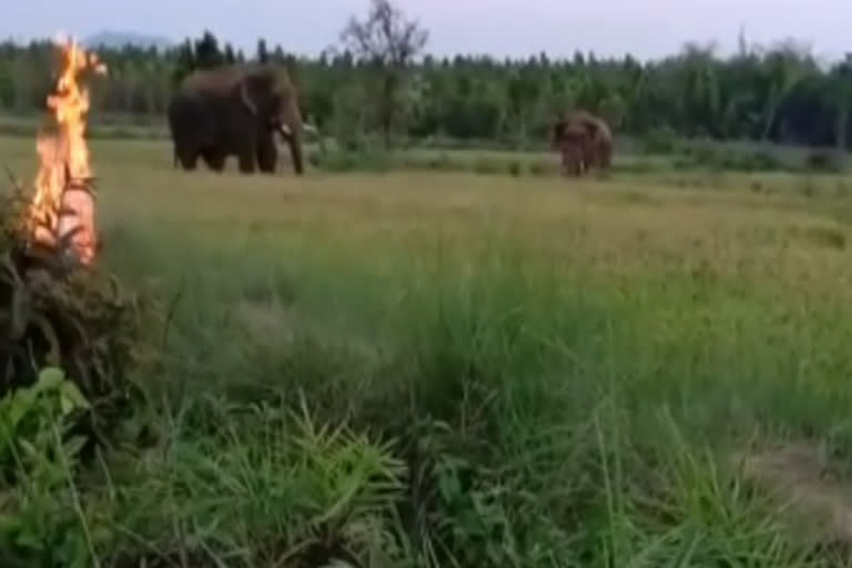 elephant destroyed farming in sambalpur