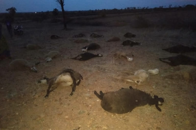 sheep death by eating corn husk