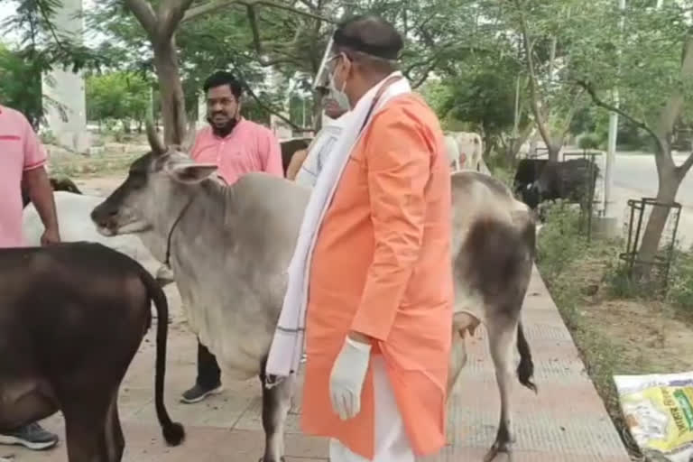 MLA Tejpal Nagar gave fodder to stray animals in lockdown