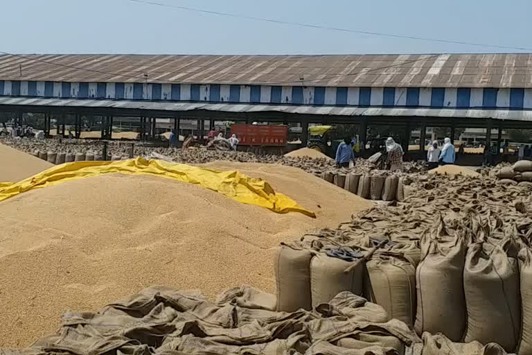 6 lakh metric tonnes of wheat purchased in Jind