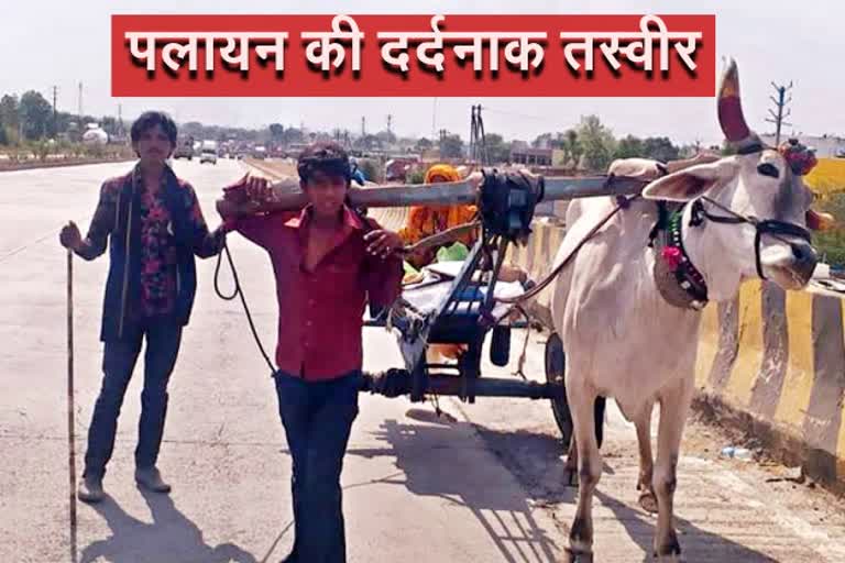 painful-pictures-of-migration-a-man-pulling-a-bullock-cart-with-a-bull-in-indore