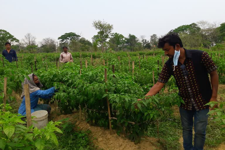 Youth farmer in jorhat teok