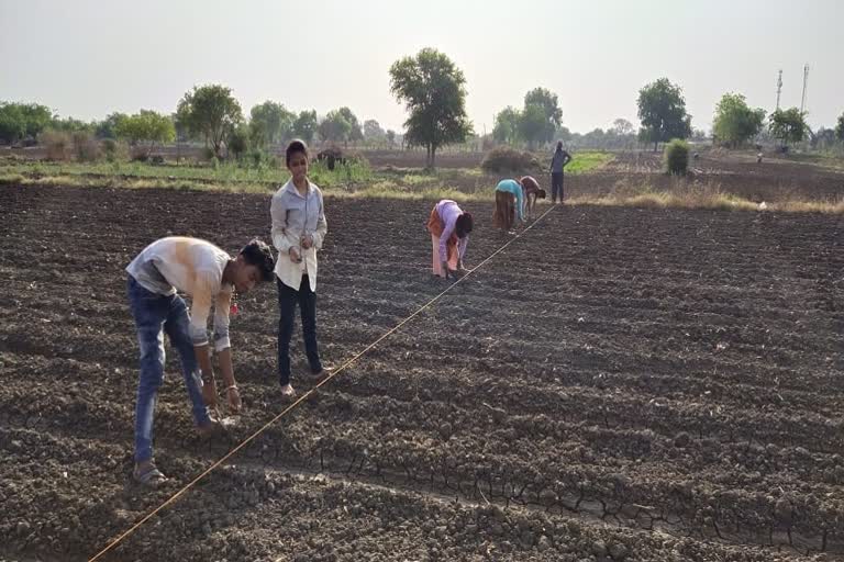 farmers start sowing cotton