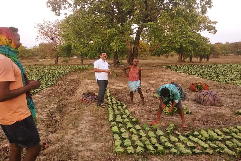 Tendu leaf collection work affected