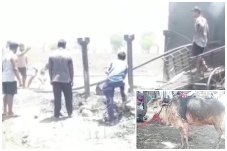 herd of cow went on fire in yavatmal a cow was injured