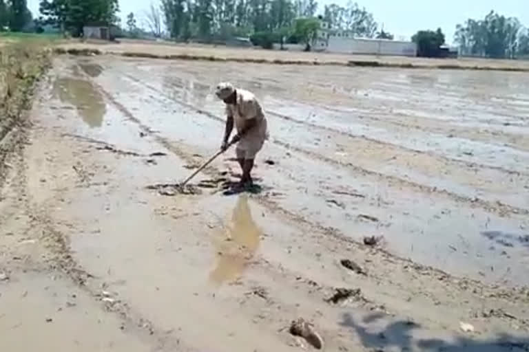 farmer of ambala