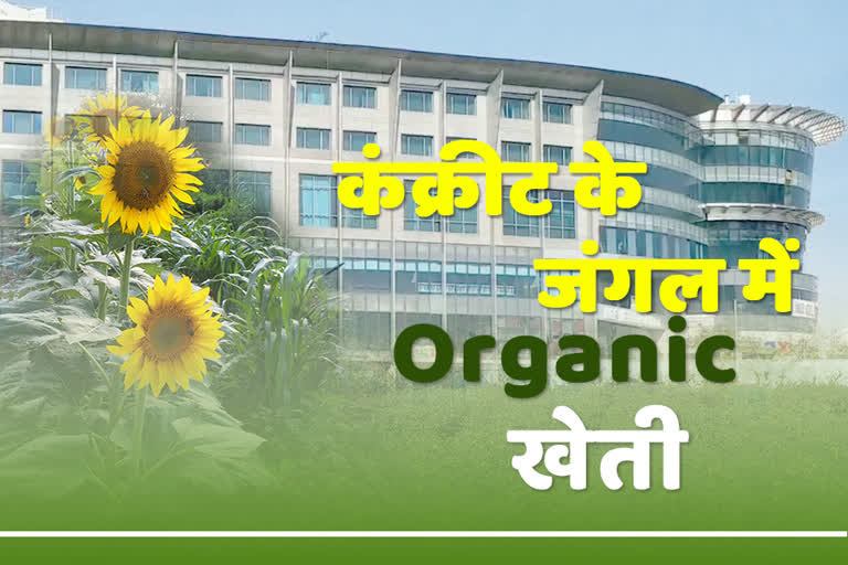 organic vegetable farm, organic farming in Jaipur